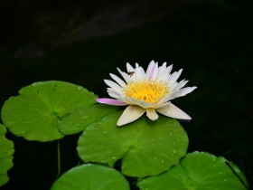 國務院關于進一步促進展覽業改革發展的若干意見