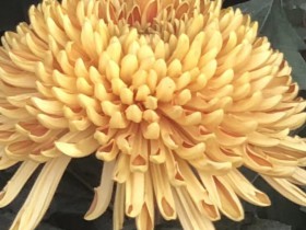 “消費者薅網店羊毛” 事件中各方應采取怎樣的姿勢?