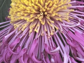 美國可能會禁止VIE架構公司在美國上市