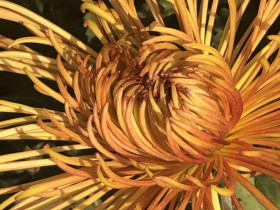 社交電商“砍價型”營銷的三大合規風險