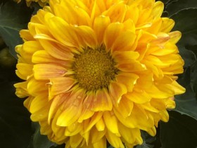 “九民”后，投資人應當如何對賭？