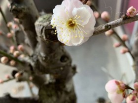 圖解《外商投資法》實施后外商投資企業的那些事