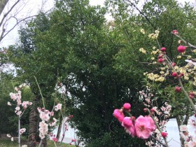 創業企業如何審慎面對疫情導致對賭失敗的風險