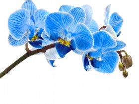 楊春寶高級律師就首例爬蟲禁令接受PaRR記者采訪