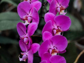 新冠疫情之下外資企業需重點關注的幾個勞動人事問題 Several Labor and Personnel Issues to be focused on by FIEs during Novel Coronavirus Pneumonia Epidemic