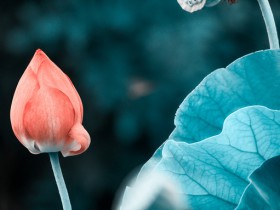 “三項新規”拍了拍“直播電商”