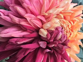 私募基金行業法律動態(2020年11月/總第33期)